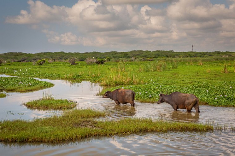 101 Bundala NP, waterbuffel.jpg